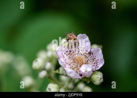 Nahaufnahme einer Biene auf einer Brombeerblüte mit verschwommenem Hintergrund Stockfoto