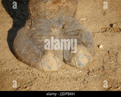 Indischer Kamelzehe haarige Nahaufnahme Bild Stockfoto