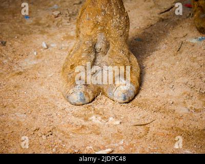 Indischer Kamelzehe haarige Nahaufnahme Bild Stockfoto