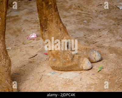 Indischer Kamelzehe haarige Nahaufnahme Bild Stockfoto