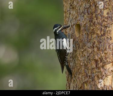 Der Sapsucker von Adult Williamson bringt Ameisen zu Nestlingen in der Nisthöhle, Nevada County California USA Stockfoto