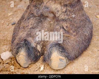 Indischer Kamelzehe haarige Nahaufnahme Bild Stockfoto