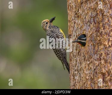 Der Sapsucker von Adult Williamson bringt Ameisen zu Nestlingen in der Nisthöhle, Nevada County California USA Stockfoto