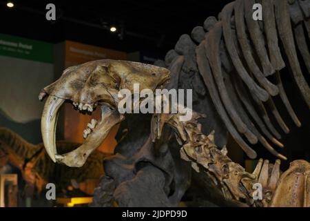 Sabre Tooth Cat Stockfoto