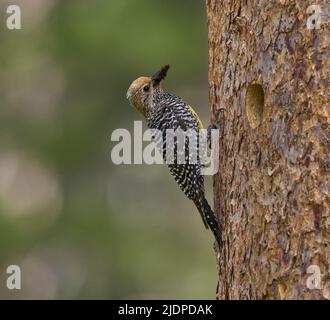 Der Sapsucker von Adult Williamson bringt Ameisen zu Nestlingen in der Nisthöhle, Nevada County California USA Stockfoto