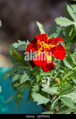 Vertikales Bild eines blühenden roten französischen Zwerges Marigold, der im Garten gepflanzt werden kann. Stockfoto