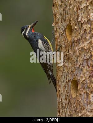 Der Sapsucker von Adult Williamson bringt Ameisen zu Nestlingen in der Nisthöhle, Nevada County California USA Stockfoto