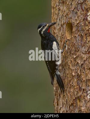 Der Sapsucker von Adult Williamson bringt Ameisen zu Nestlingen in der Nisthöhle, Nevada County California USA Stockfoto