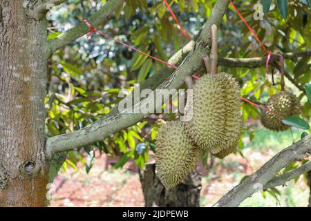 Durian aus Sisaket, Thailand hat einen einzigartigen Geschmack, weil es auf einem kaliumreichen Boden aus einem Vulkanausbruch angebaut wird. „Vulkan Durian“ Stockfoto