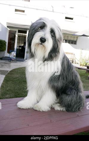 Schäferhund, der ZOTTELIGE HUND, 2006 Stockfoto