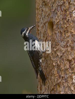 Der Sapsucker von Adult Williamson bringt Ameisen zu Nestlingen in der Nisthöhle, Nevada County California USA Stockfoto