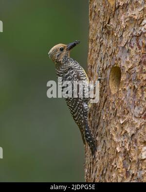 Der Sapsucker von Adult Williamson bringt Ameisen zu Nestlingen in der Nisthöhle, Nevada County California USA Stockfoto