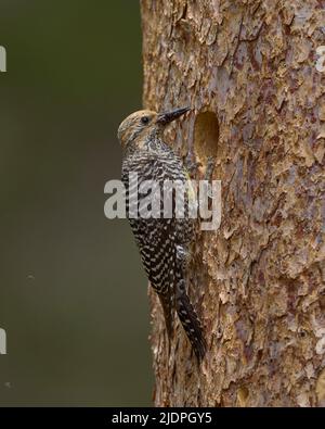 Der Sapsucker von Adult Williamson bringt Ameisen zu Nestlingen in der Nisthöhle, Nevada County California USA Stockfoto