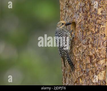 Der Sapsucker von Adult Williamson bringt Ameisen zu Nestlingen in der Nisthöhle, Nevada County California USA Stockfoto