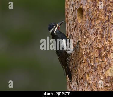 Der Sapsucker von Adult Williamson bringt Ameisen zu Nestlingen in der Nisthöhle, Nevada County California USA Stockfoto