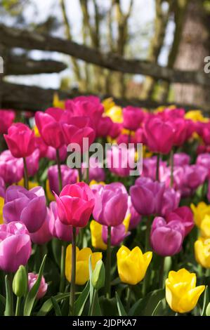 Eine farbenfrohe Vielfalt an bunten Tulpen vor einem niedrigen Holzzaun im Frühjahr beim Skagit Valley Tulip Festival in Washington, USA. Stockfoto