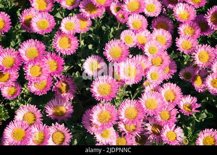 Strandpromenade, Seeseier oder Erigeron-Glacus Stockfoto
