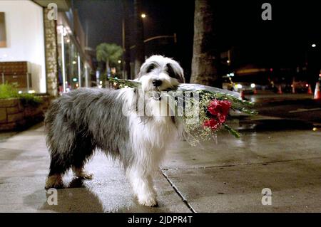 SCHÄFERHUND, DER ZOTTELIGE HUND, 2006, Stockfoto