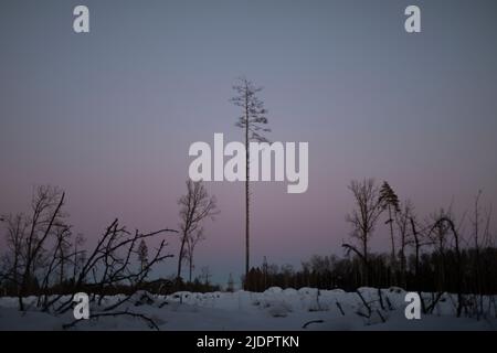 Abendliche Landschaft aus Wald und Himmel. Wald im Winter nach Sonnenuntergang. Natürliche Landschaft in Russland. Einsamer Baum in der Mitte des Feldes im Schnee. Stockfoto