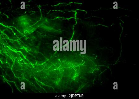 Grünes Laserlicht bei Dunkelheit. Unscharfer Hintergrund mit Neonlinien. Grüner Laserstrahl. Stockfoto