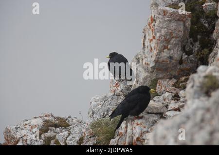 Der Blick auf zwei Bergkrüge auf einem Bergfelsen im dichten Nebel, Dolomiten, italienische Alpen. Stockfoto