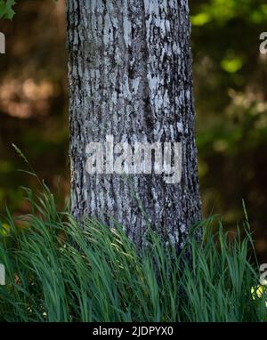 Nahaufnahme der Unterseite des Baumstamms mit grünem Gras, das unten im Wald oder im Park weht schöne Komposition in der Natur im Freien mit Sonnenlicht im Rücken Stockfoto
