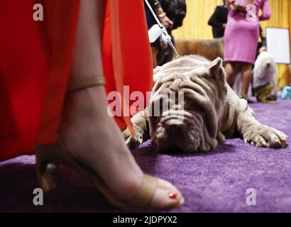 New York, Usa. 22.. Juni 2022. Der neapolitanische Mastiff wartet darauf, am Mittwoch, den 22. Juni 2022, mit den übrigen konkurrierenden Hunden der Arbeitsgruppe auf der jährlichen Westminster Kennel Club Dog Show 146. im Lyndhurst Estate in Tarrytown, New York, vorgestellt zu werden. Foto von John Angelillo/UPI Credit: UPI/Alamy Live News Stockfoto