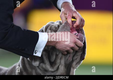 New York, USA. 22.. Juni 2022. Ein Handler zeigt die Zähne eines neapolitanischen Mastiff während der Arbeitsgruppe, die auf der jährlichen Westminster Kennel Club Dog Show 146 urteilt, die am 22. Juni 2022 auf dem Lyndhurst Estate in Tarrytown, NY, stattfand. (Foto von Anthony Behar/Sipa USA) Quelle: SIPA USA/Alamy Live News Stockfoto