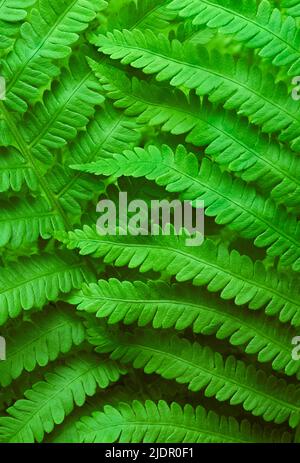 Zimt Fern Wedel Stockfoto