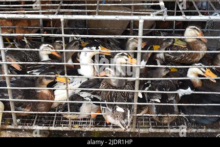 Lebende Ente in einem Käfig zum Verkauf auf der Straße einen Markt Stockfoto