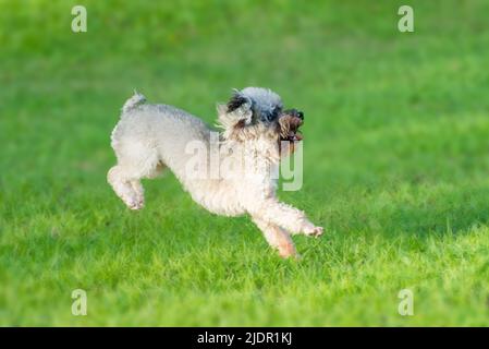 Amerikanischer Cocker Spaniel spielt auf Gras Stockfoto