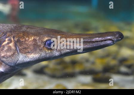 Alligator-gar-Fische schwimmen in einem Aquarium aus nächster Nähe Stockfoto