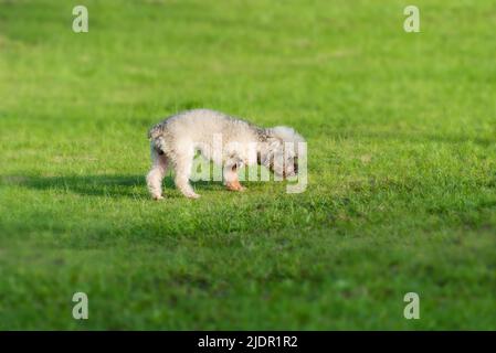 Amerikanischer Cocker Spaniel spielt auf Gras Stockfoto