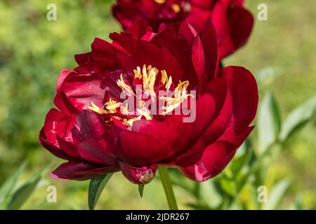 „Buckeye Belle“-Gartenpeonie, Luktpion (Paeonia lactiflora) Stockfoto