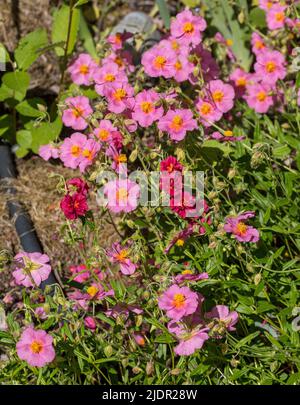 „Lawrenson’s Pink“ Rock Rose, Solvända (Helianthemum Hybrid) Stockfoto