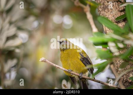 Neuseeländischer Glockenvögel, der in einem Baum auf einem Ast bei Okarito steht. Stockfoto