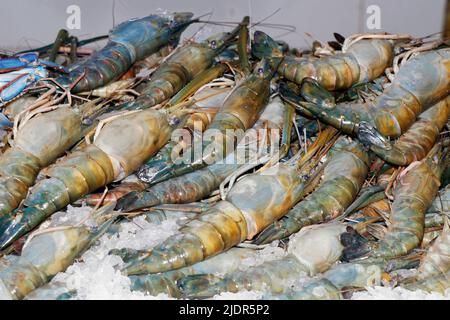 Frische Scampi oder Kaisergranat-Garnelen in einem Fischmarktstand auf Eis zum Verkauf Stockfoto