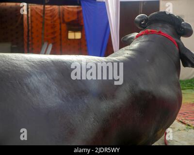 Murrah Bull Yuvraj in Indien. Murrah Buffalo ist die beliebteste Rasse von Wasserbüffelbullen in indien. Stockfoto