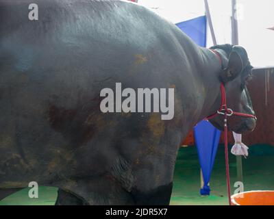 Murrah Bull Yuvraj in Indien. Murrah Buffalo ist die beliebteste Rasse von Wasserbüffelbullen in indien. Stockfoto