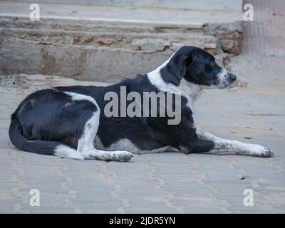 Straßenhund in indien frei Roaming in indischen Dorf ländlichen Stadt Straße. Stockfoto