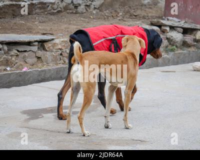 Straßenhund in indien frei Roaming in indischen Dorf ländlichen Stadt Straße. Stockfoto