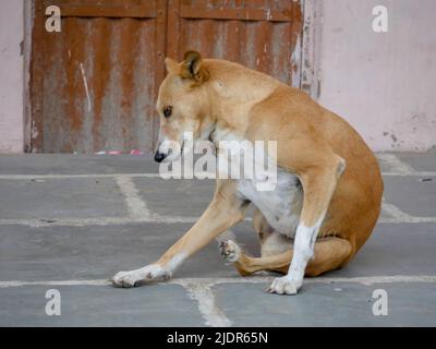 Straßenhund in indien frei Roaming in indischen Dorf ländlichen Stadt Straße. Stockfoto