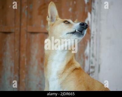 Straßenhund in indien frei Roaming in indischen Dorf ländlichen Stadt Straße. Stockfoto