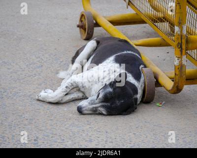 Straßenhund in indien frei Roaming in indischen Dorf ländlichen Stadt Straße. Stockfoto