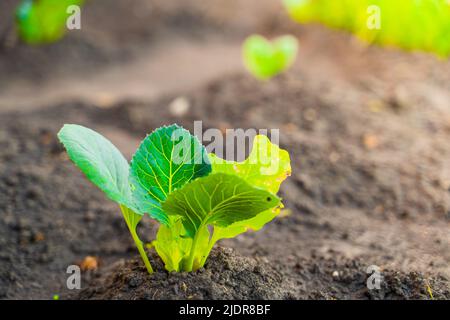 In einem Gartenbeet wächst ein junger Keimling aus Weißkohl aus der Nähe Stockfoto