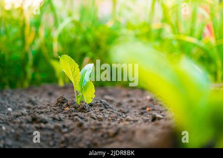 In einem Gartenbeet wächst ein junger Keimling aus Weißkohl aus der Nähe Stockfoto