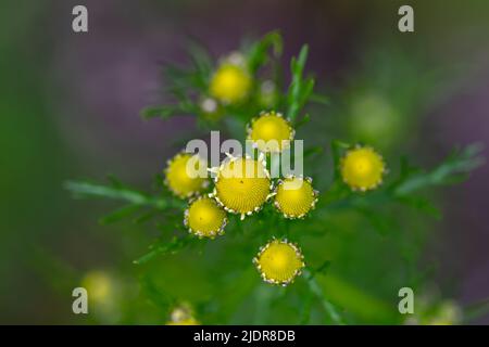 Matricaria chamomilla auf der Wiese Stockfoto