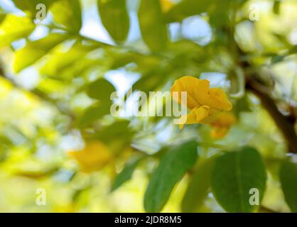 Sibirischer Erbsenstrauch blüht mit gelben Blüten Stockfoto