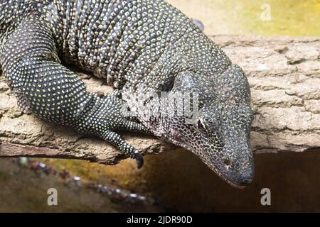 Eine einzelne Mangrovenwarane (Varanus indicus), die auf einem Felsen am Rand des Wassers ruht Stockfoto