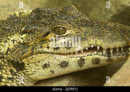 Kubanisches Krokodil (Crocodylus rhombifer) Ein einzelnes kubanisches Krokodil, das mit leicht geöffnetem Mund ruhte Stockfoto